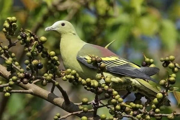 Bird-Watching